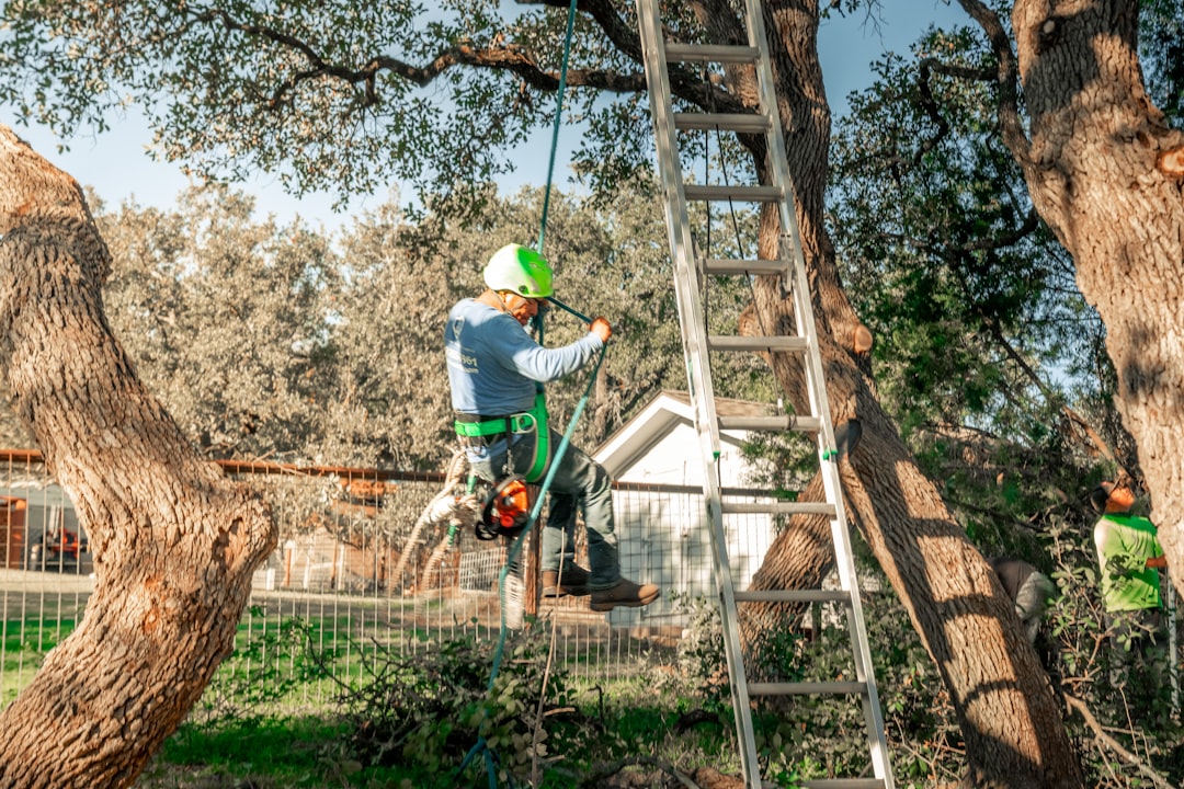 Arborist matching the right tree service in Longview, TX